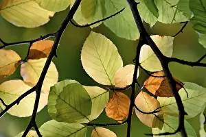 Autumn Color Palette Prints: Common beech (Fagus sylvatica)