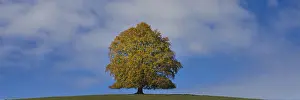 Autumn Mood Prints: Common beech (Fagus sylvatica)