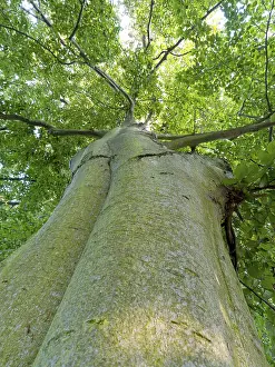 European Beeches Prints: Common beech (Fagus sylvatica)