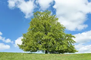 Fagus Sylvatica Images Prints: Common beech (Fagus sylvatica)