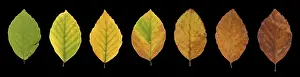 Fagus Sylvatica Images Prints: Common beech (Fagus sylvatica)