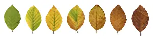 Fall Colors In Germany Prints: Common beech (Fagus sylvatica)
