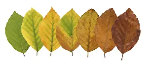 Germany Landscape Prints: Common beech (Fagus sylvatica)