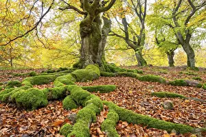 Fagus Sylvatica Prints: Common beech (Fagus sylvatica)