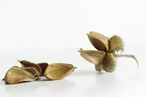 Fagaceae Family Plants Prints: Common beech (Fagus sylvatica)