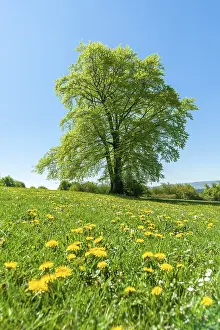 Free Standing Trees Prints: Common beech (Fagus sylvatica)