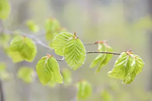 Central European Trees Prints: Common beech (Fagus sylvatica)