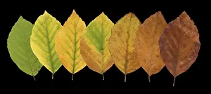 Autumn Mood Prints: Common beech (Fagus sylvatica)