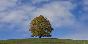 Solitary Tree Prints: Common beech (Fagus sylvatica)