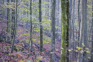 Fagus Sylvatica Images Prints: Common beech (Fagus sylvatica)