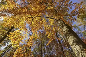 Common Beech Prints: Common beech (Fagus sylvatica)