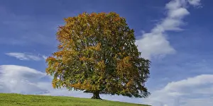 Common Beech Prints: Common beech (Fagus sylvatica)