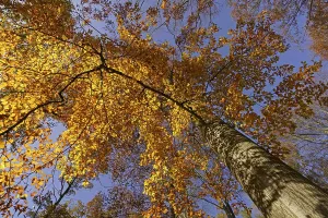 Common Beech Prints: Common beech (Fagus sylvatica)