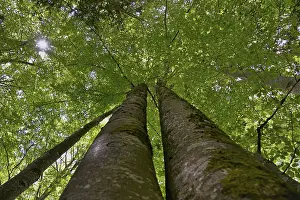 Backlight Shot Prints: Common beech (Fagus sylvatica)