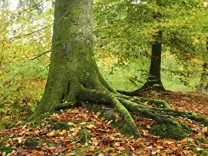 Common Beech Prints: Common beech (Fagus sylvatica)
