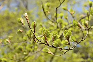 Spring Awakening Prints: Common beech (Fagus sylvatica)