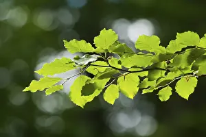Common Beech Prints: Common beech (Fagus sylvatica)