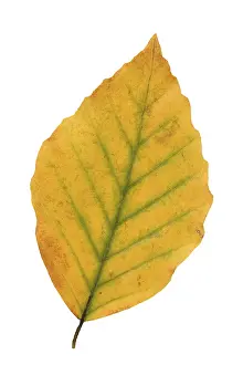 Autumn Color Prints: Common beech (Fagus sylvatica)