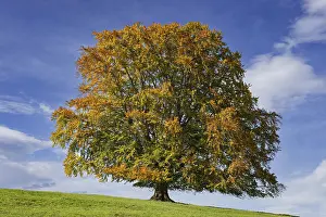 Common Beech Prints: Common beech (Fagus sylvatica)