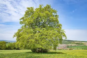 Fagus Sylvatica Images Prints: Common beech (Fagus sylvatica)