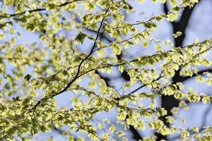 Spring Awakening Prints: Common beech (Fagus sylvatica)