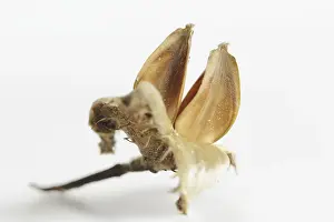 Studio Shot Background Prints: Common beech (Fagus sylvatica)