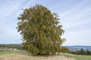Common Beech Prints: Common beech (Fagus sylvatica)