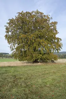 Thuringia Germany Landscape Prints: Common beech (Fagus sylvatica)