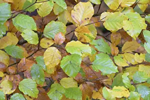Common Beech Prints: Common beech (Fagus sylvatica)