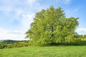 Solitary Tree Prints: Common beech (Fagus sylvatica)