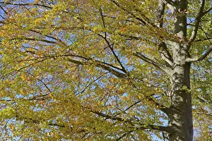 Common Beech Prints: Common beech (Fagus sylvatica)