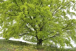 Fagus Sylvatica Images Prints: Common beech (Fagus sylvatica)