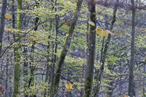 Deciduous Trees Europe Prints: Common beech (Fagus sylvatica)