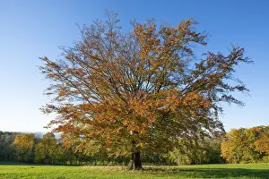 Blue Sky Daytime Scene Prints: Common beech (Fagus sylvatica)