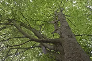 Lower Saxony Prints: Common beech (Fagus sylvatica)