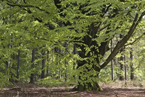 Lower Saxony Prints: Common beech (Fagus sylvatica)