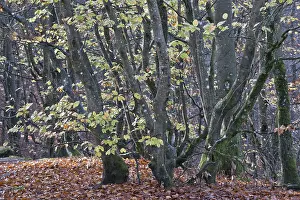 Uninhabited Forest Landscape Prints: Common beech (Fagus sylvatica)