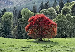 Fagus Sylvatica Images Prints: Common beech (Fagus sylvatica)