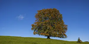Fagus Sylvatica Images Prints: Common beech (Fagus sylvatica)