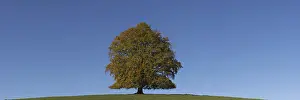Autumn Color Prints: Common beech (Fagus sylvatica)