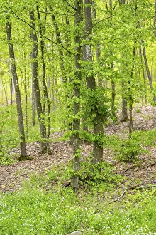 Beech Forest Prints: Common beech (Fagus sylvatica) forest in spring