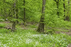 Fagaceae Family Tree Images Prints: Common beech (Fagus sylvatica) forest in spring