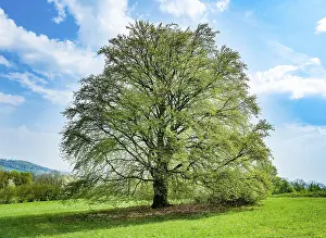 Bavarian Deciduous Trees Prints: Common beech (Fagus sylvatica) in spring