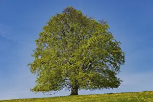 Spring Awakening Prints: Common beech (Fagus sylvatica) in spring
