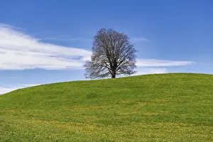 European Beech Solitary Tree Prints: Common beech (Fagus sylvatica) in spring