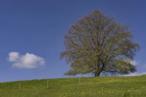 Bavarian Landscape Prints: Common beech (Fagus sylvatica) in spring