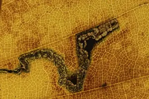 Common Beech Tree Prints: Common beech tree (Fagus sylvatica)