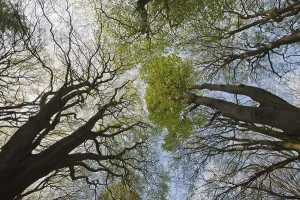 Common Beeches Prints: Common beeches (Fagus sylvatica)