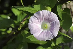 No People Outdoor Shots Germany Prints: Common bindweed, true bindweed (Calystegia sepium subsp)