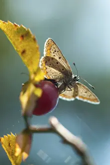 Common Blue Butterfly Prints: Common blue, common blue, crested blue